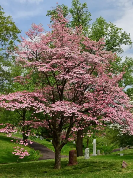 Pink Dogwood
